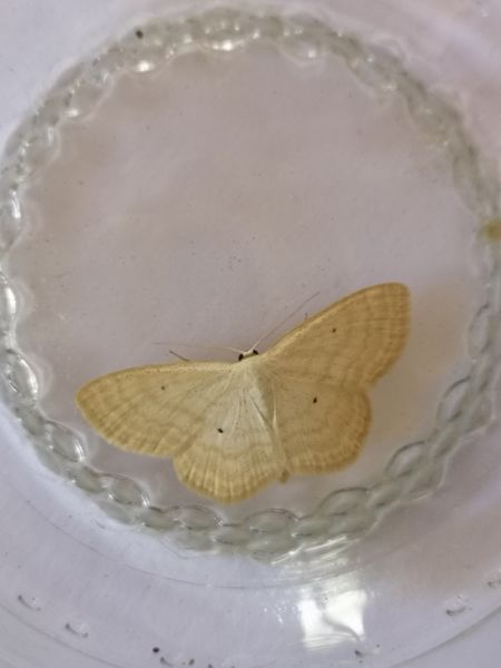 Scopula immutata  - Françoise Rauzieres (TGB-SSNTG)
