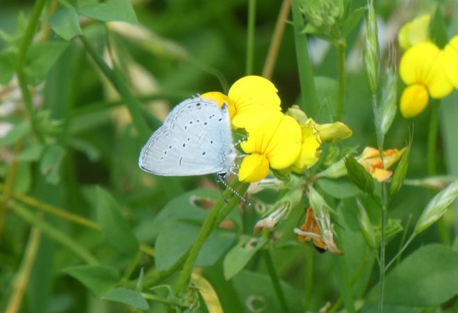 Azuré de la faucille  - Françoise Rauzieres (TGB-SSNTG)