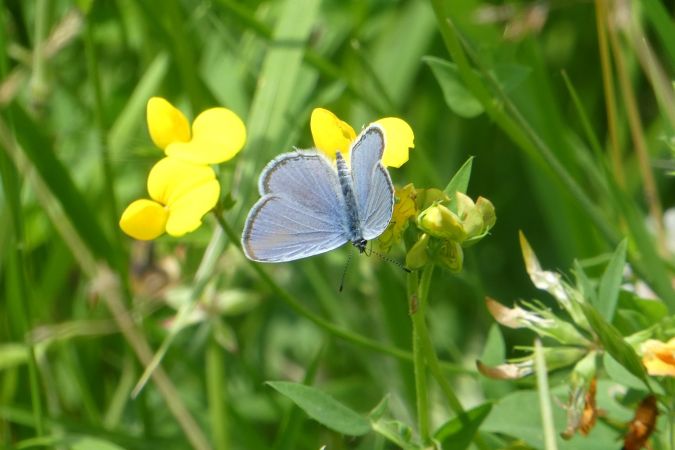 Azuré de la faucille  - Françoise Rauzieres (TGB-SSNTG)