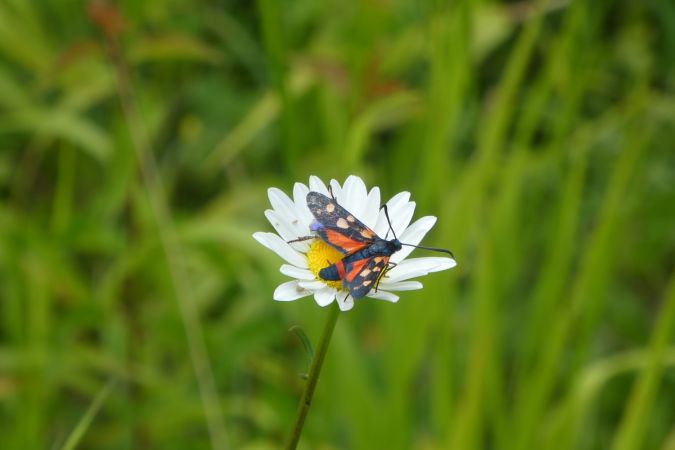 Zygaena ephialtes  - Françoise Rauzieres (TGB-SSNTG)