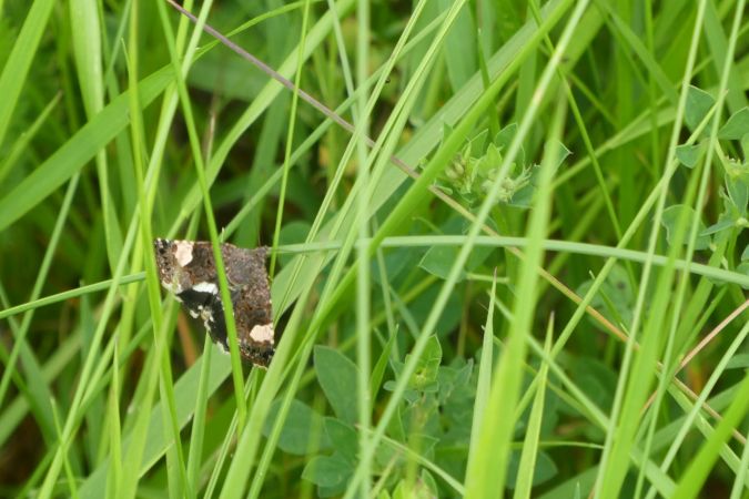 Noctuelle en deuil  - Françoise Rauzieres (TGB-SSNTG)