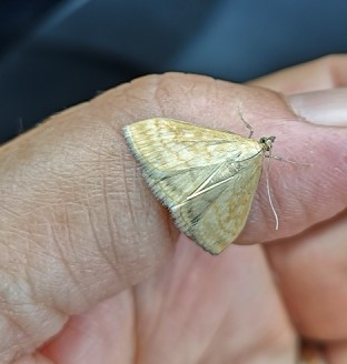 Sitochroa verticalis  - Françoise Rauzieres (TGB-SSNTG)