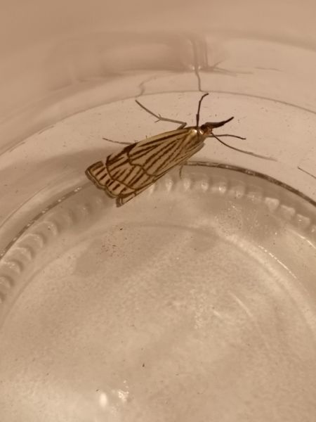 Crambus rayé  - Françoise Rauzieres (TGB-SSNTG)