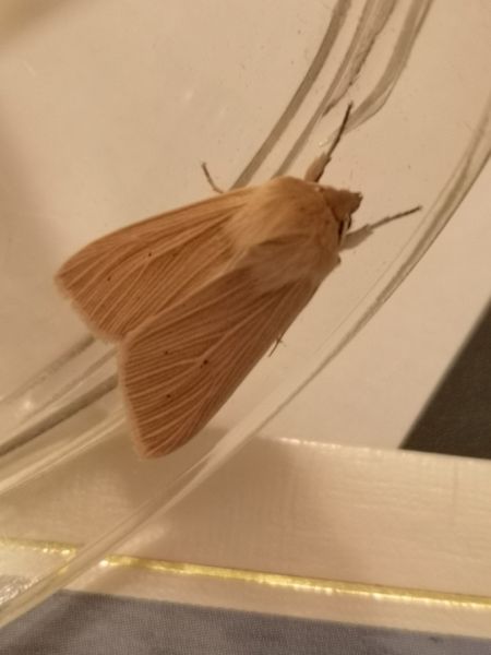 Leucanie blafarde  - Françoise Rauzieres (TGB-SSNTG)