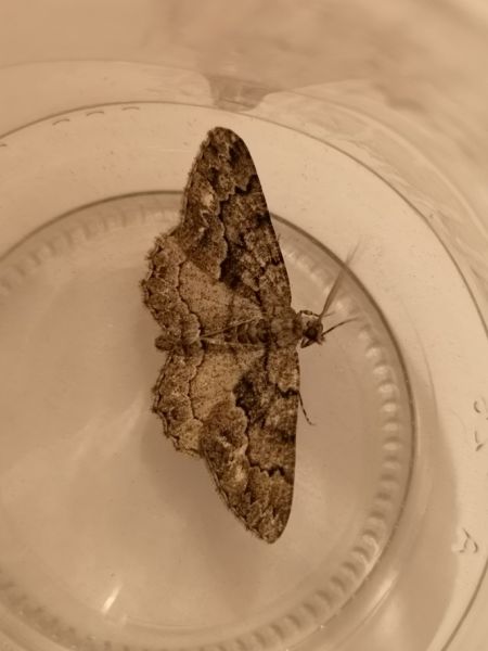 Peribatodes ilicaria  - Françoise Rauzieres (TGB-SSNTG)
