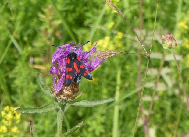 Zygène de la filipendule  - Françoise Rauzieres (TGB-SSNTG)