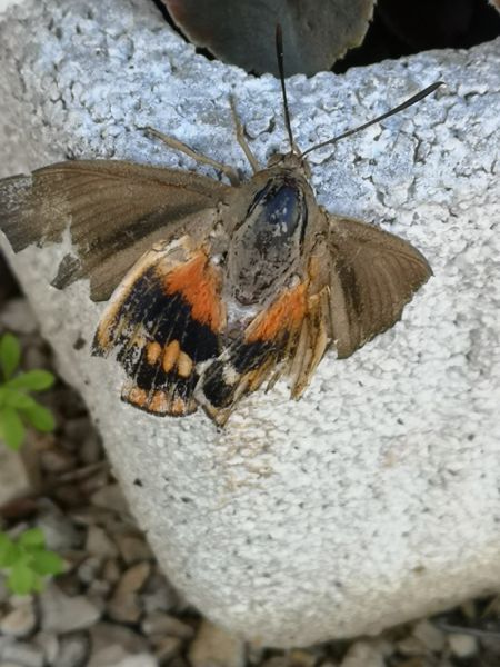 Bombyx du palmier  - Françoise Rauzieres (TGB-SSNTG)