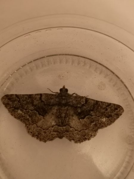Peribatodes ilicaria  - Françoise Rauzieres (TGB-SSNTG)