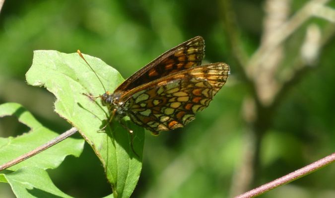 Melitaea indéterminé  - Françoise Rauzieres (TGB-SSNTG)