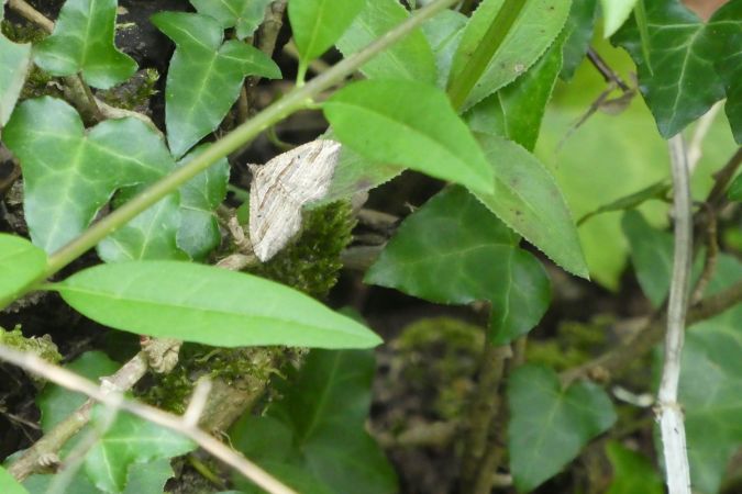 Costaconvexa polygrammata  - Françoise Rauzieres (TGB-SSNTG)