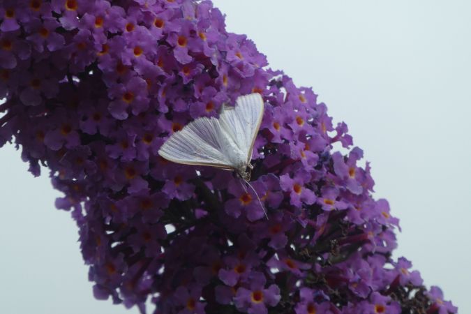 Palpita vitrealis  - Françoise Rauzieres (TGB-SSNTG)