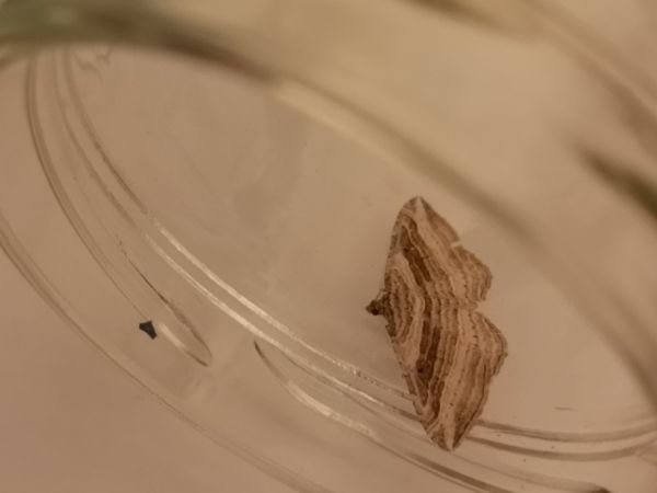 Costaconvexa polygrammata  - Françoise Rauzieres (TGB-SSNTG)