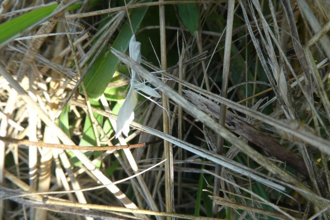 Ptérophore blanc  - Françoise Rauzieres (TGB-SSNTG)