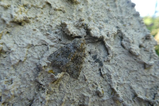 Hecatera dysodea  - Françoise Rauzieres (TGB-SSNTG)