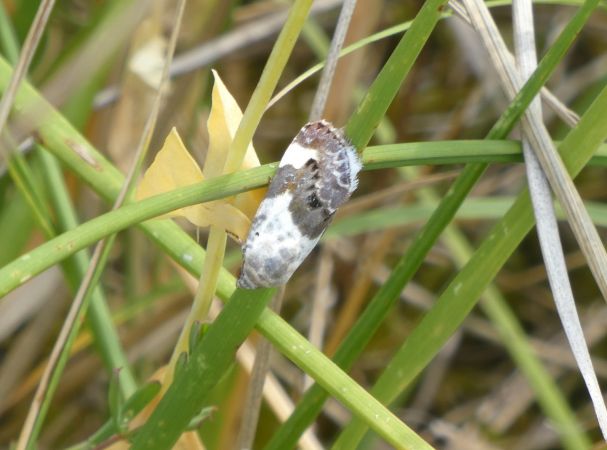 Collier blanc  - Françoise Rauzieres (TGB-SSNTG)