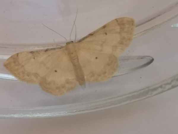 Idaea politaria  - Françoise Rauzieres (TGB-SSNTG)