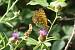 Grand Nacré  - Françoise Rauzieres (TGB-SSNTG)