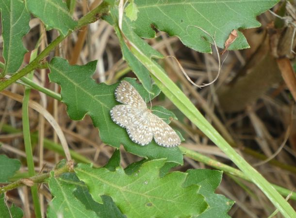 Scopula tessellaria  - Françoise Rauzieres (TGB-SSNTG)