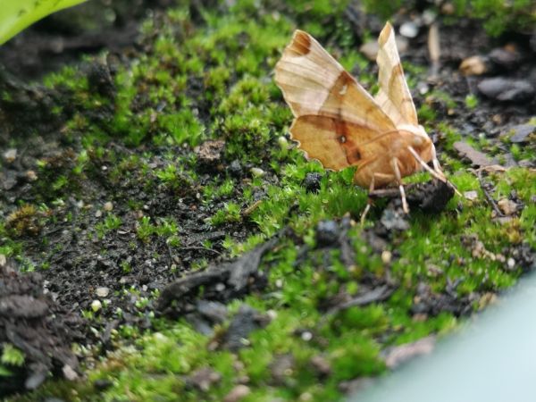 Selenia lunularia  - Françoise Rauzieres (TGB-SSNTG)