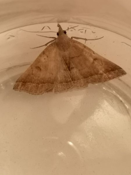 Zanclognatha lunalis  - Françoise Rauzieres (TGB-SSNTG)