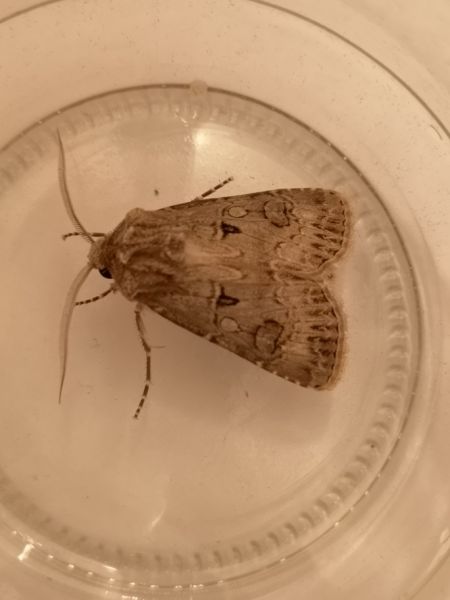 Noctuelle trapue  - Françoise Rauzieres (TGB-SSNTG)