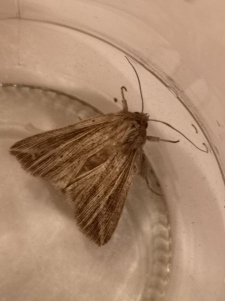 Anapoma riparia  - Françoise Rauzieres (TGB-SSNTG)