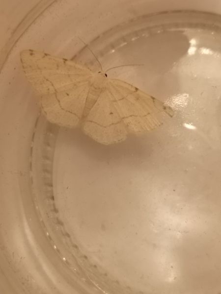 Stegania trimaculata  - Françoise Rauzieres (TGB-SSNTG)