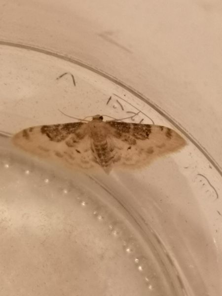 Idaea filicata  - Françoise Rauzieres (TGB-SSNTG)