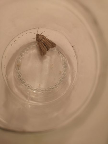 Anapoma riparia  - Françoise Rauzieres (TGB-SSNTG)
