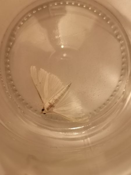 Palpita vitrealis  - Françoise Rauzieres (TGB-SSNTG)