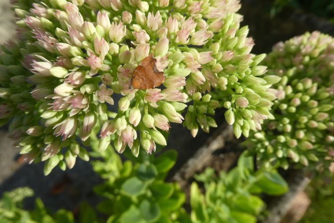 Choreutis nemorana  - Françoise Rauzieres (TGB-SSNTG)