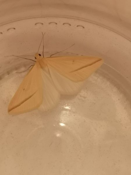 Rhodometra sacraria  - Françoise Rauzieres (TGB-SSNTG)
