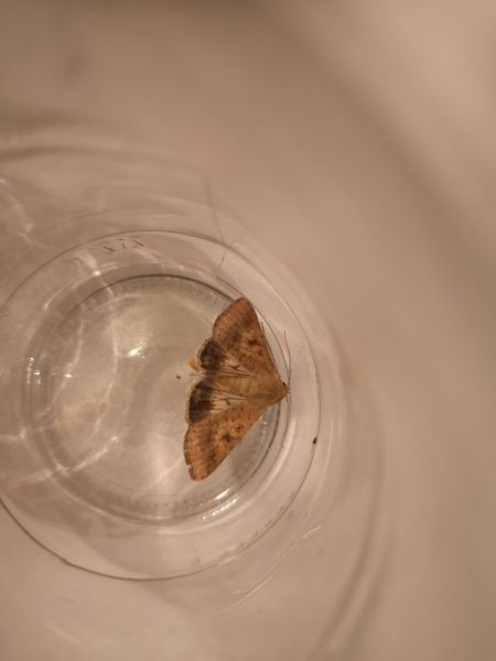 Helicoverpa armigera  - Françoise Rauzieres (TGB-SSNTG)