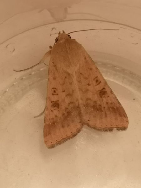 Helicoverpa armigera  - Françoise Rauzieres (TGB-SSNTG)