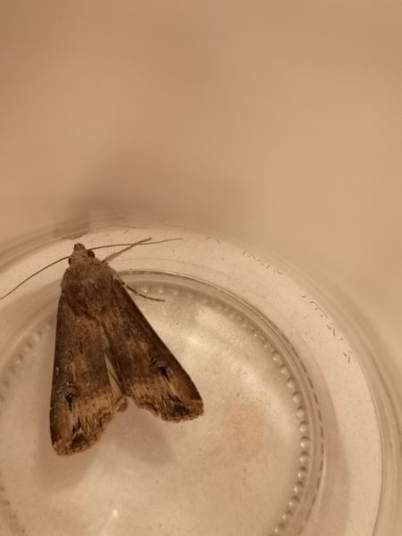 Noctuelle baignée  - Françoise Rauzieres (TGB-SSNTG)