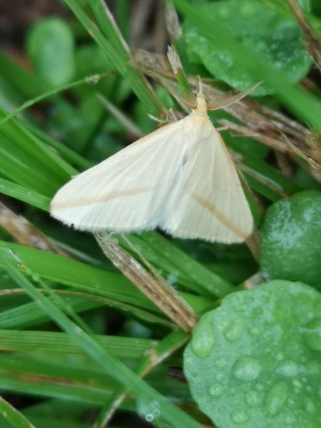 Rhodometra sacraria  - Françoise Rauzieres (TGB-SSNTG)