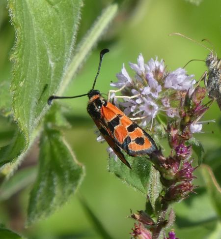 Zygène de la petite coronille  - Françoise Rauzieres (TGB-SSNTG)
