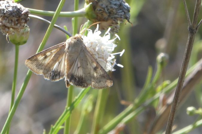 Helicoverpa armigera  - Françoise Rauzieres (TGB-SSNTG)