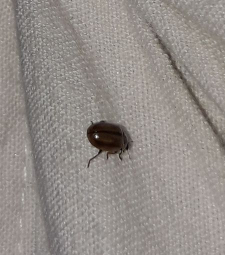 Aphidecta obliterata  - Sylvain Lethuillier