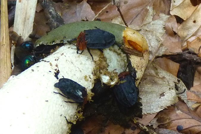 Oiceoptoma thoracicum  - Jacques Thiriet