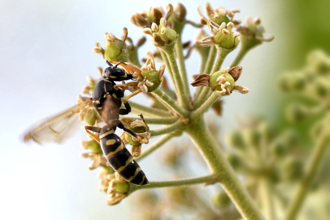 Hymenoptera sp.  - Bernard Nogues