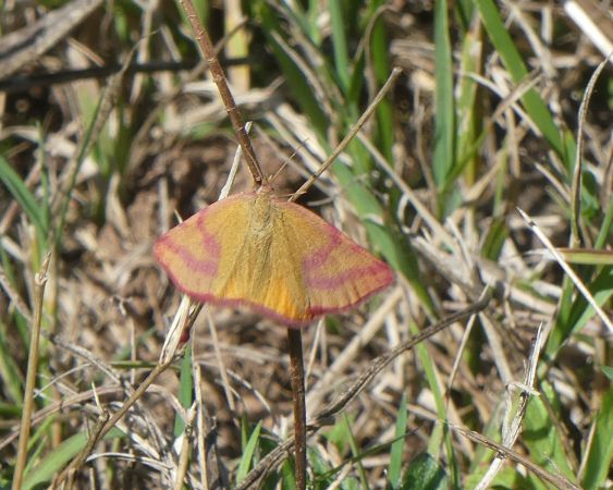 Lythria purpuraria  - Françoise Rauzieres (TGB-SSNTG)