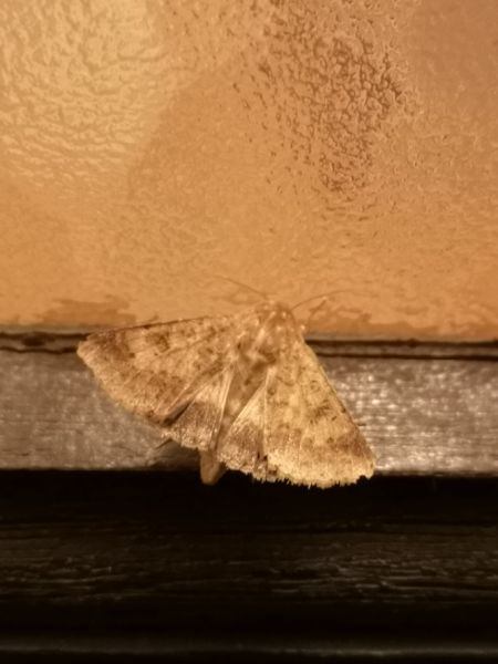 Helicoverpa armigera  - Françoise Rauzieres (TGB-SSNTG)