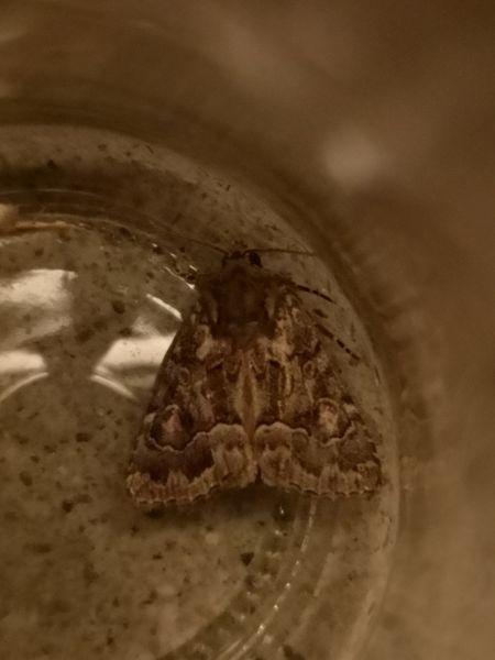 Noctuelle cythérée  - Françoise Rauzieres (TGB-SSNTG)