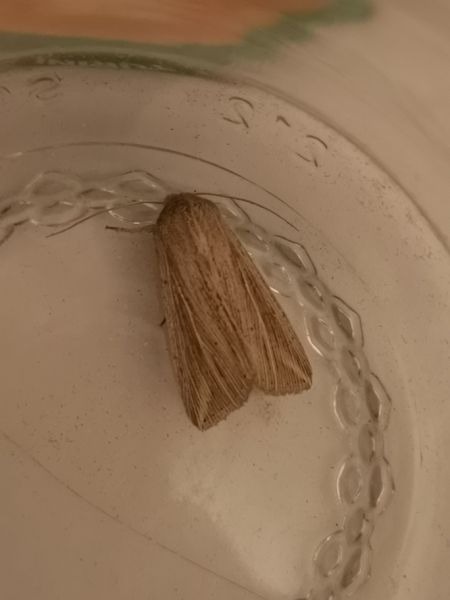 Anapoma riparia  - Françoise Rauzieres (TGB-SSNTG)