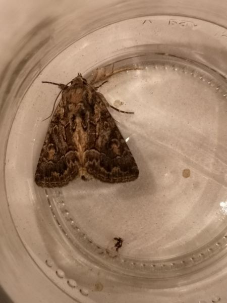 Noctuelle cythérée  - Françoise Rauzieres (TGB-SSNTG)
