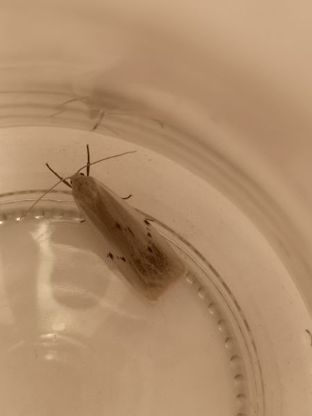 Lithosie crotte-souris  - Françoise Rauzieres (TGB-SSNTG)