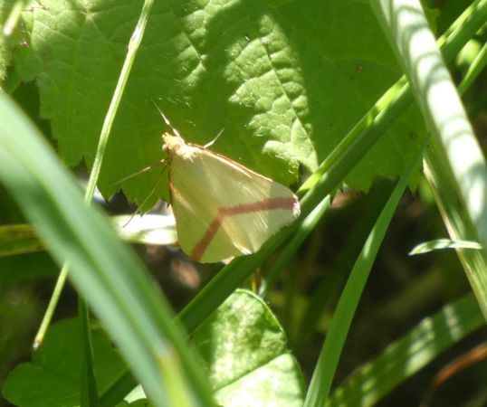 Rhodometra sacraria  - Françoise Rauzieres (TGB-SSNTG)