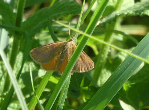 Lythria purpuraria  - Françoise Rauzieres (TGB-SSNTG)