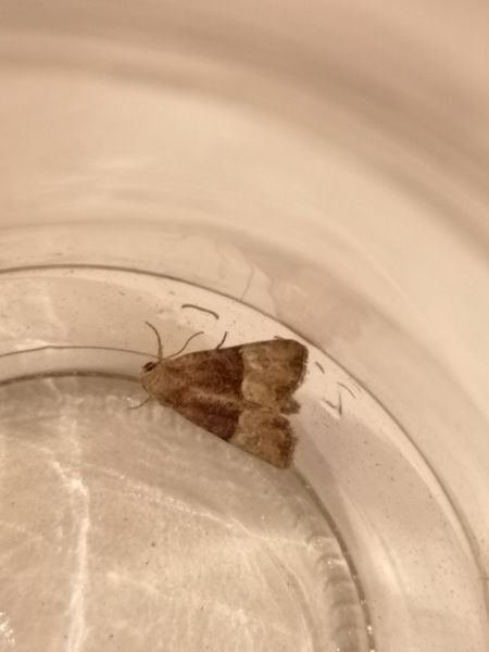 Mesoligia furuncula  - Françoise Rauzieres (TGB-SSNTG)